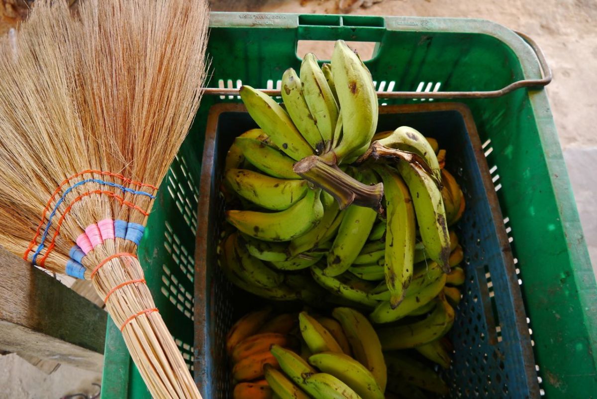 There are many types of bananas and broom.