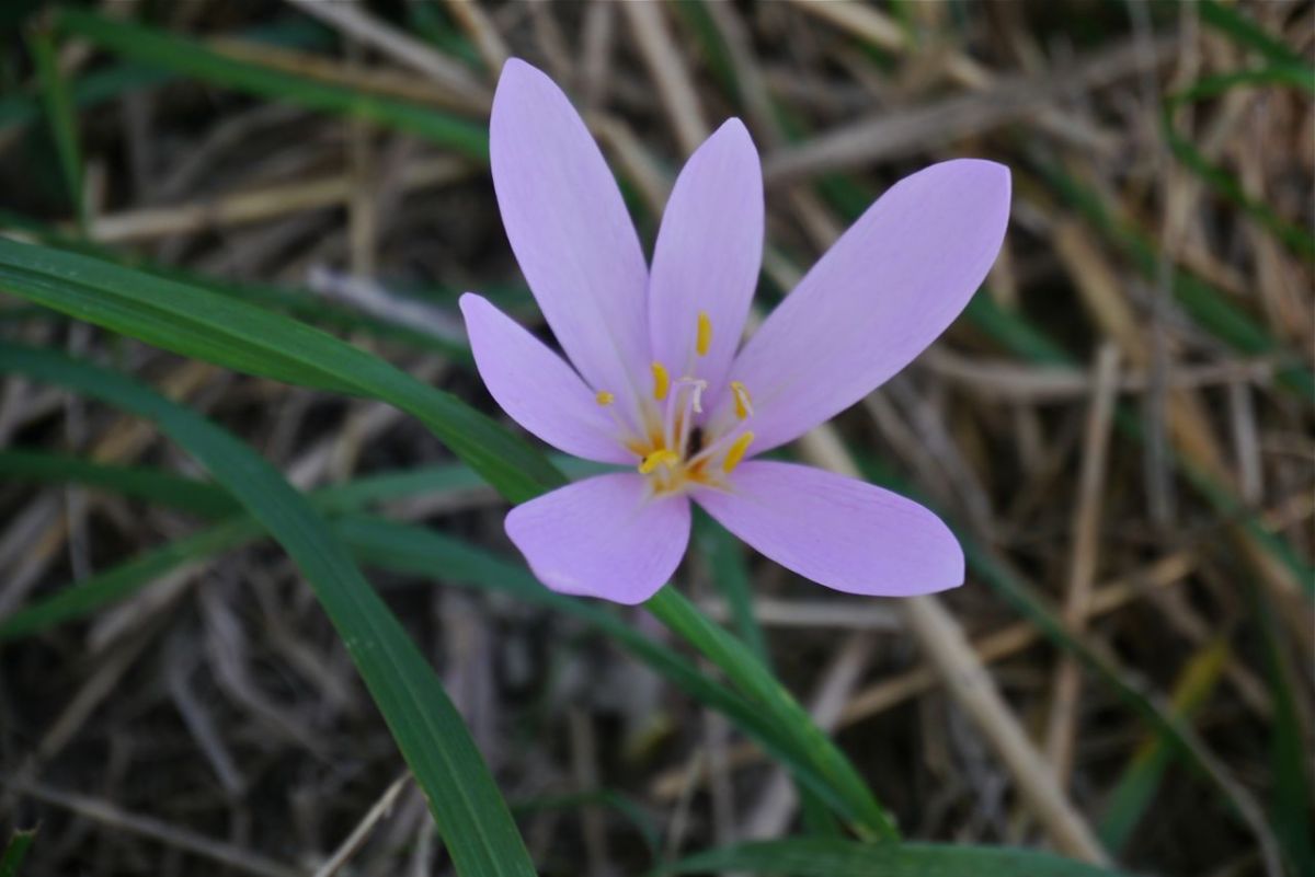 Autumn Crocus by the river bank.