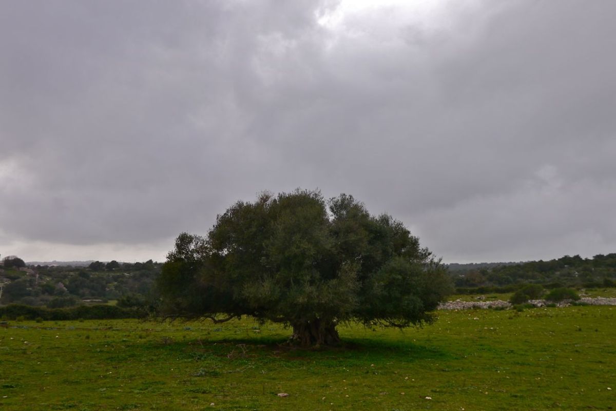A big old Olive tree.
