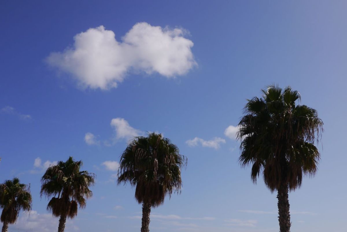Palm trees and fluffy clouds.