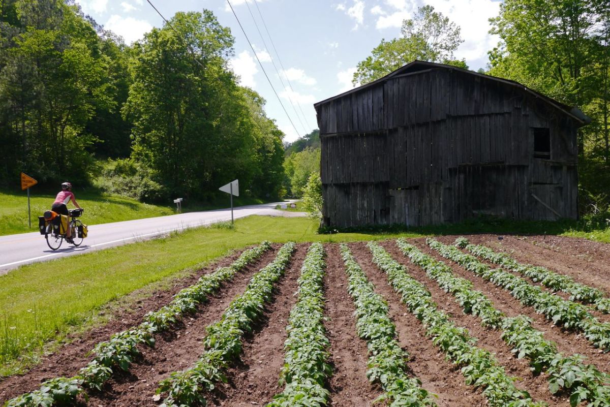 Potato patch and barn. KY.