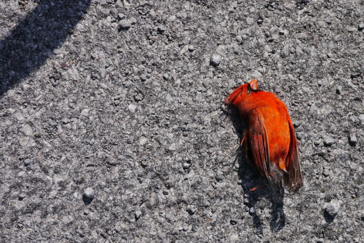 Dead Cardinal.